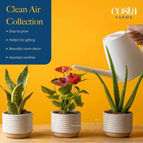 Costa Farms Live Plants (3 Pack), Easy to Grow Real Indoor Houseplants, Air Purifying Plants, Grower's Choice in Home Décor Indoors Plant Pots, New House Gift or Room Décor - Image 3