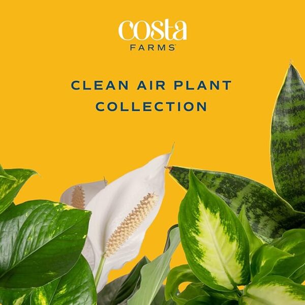 Costa Farms Live Plants (3 Pack), Easy to Grow Real Indoor Houseplants, Air Purifying Plants, Grower's Choice in Home Décor Indoors Plant Pots, New House Gift or Room Décor - Image 2