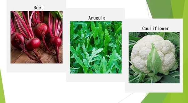Premium Winter Vegetable Seeds for Planting Organic Non-GMO Heirloom Seeds 12 Varieties: Radish, Pea, Broccoli, Beet, Carrot, Cauliflower, Green Bean, Kale, Arugula, Cabbage, Asparagus, Brussel Sprout - Image 5
