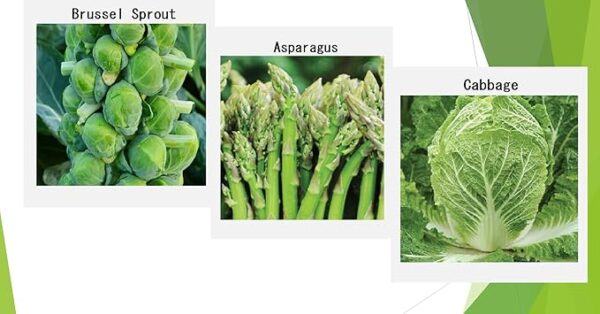 Premium Winter Vegetable Seeds for Planting Organic Non-GMO Heirloom Seeds 12 Varieties: Radish, Pea, Broccoli, Beet, Carrot, Cauliflower, Green Bean, Kale, Arugula, Cabbage, Asparagus, Brussel Sprout - Image 2