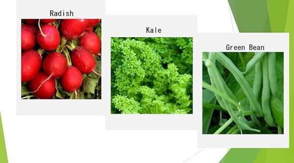 Premium Winter Vegetable Seeds for Planting Organic Non-GMO Heirloom Seeds 12 Varieties: Radish, Pea, Broccoli, Beet, Carrot, Cauliflower, Green Bean, Kale, Arugula, Cabbage, Asparagus, Brussel Sprout - Image 3