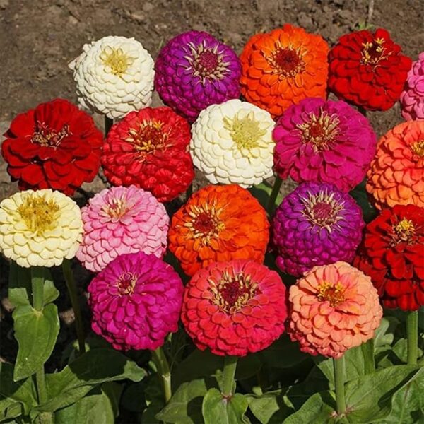 1000+ Crazy Blend Zinnia Seeds for Planting Zinnia Elegans Heirloom Open Pollinated & Untreated Mixed Color Zinnia Flowers - Image 4