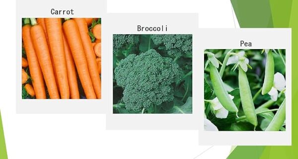 Premium Winter Vegetable Seeds for Planting Organic Non-GMO Heirloom Seeds 12 Varieties: Radish, Pea, Broccoli, Beet, Carrot, Cauliflower, Green Bean, Kale, Arugula, Cabbage, Asparagus, Brussel Sprout - Image 4