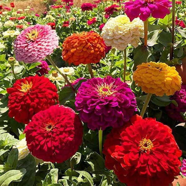 1000+ Crazy Blend Zinnia Seeds for Planting Zinnia Elegans Heirloom Open Pollinated & Untreated Mixed Color Zinnia Flowers - Image 2