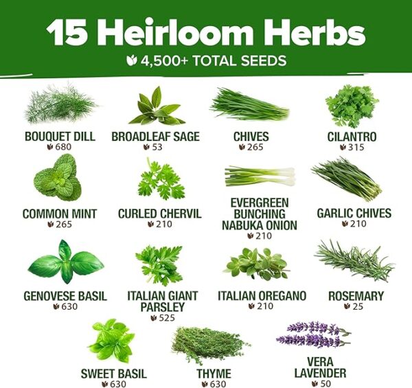 HOME GROWN 15 Culinary Herb Seeds 4,500+ Heirloom 𝗡𝗢𝗡-𝗚𝗠𝗢, 𝗨𝗦𝗔-𝗦𝗢𝗨𝗥𝗖𝗘𝗗 High Germination Rate, for Planting Indoor Hydroponic Outdoor, Gardening Gifts for Women Men, Mothers Day Gifts - Image 2