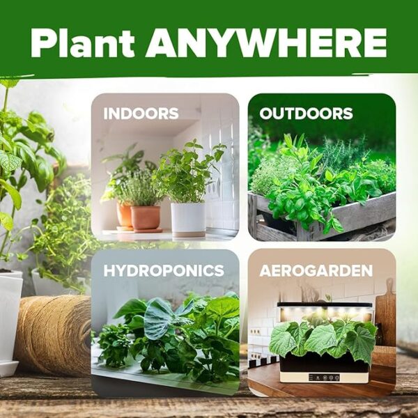 HOME GROWN 15 Culinary Herb Seeds 4,500+ Heirloom 𝗡𝗢𝗡-𝗚𝗠𝗢, 𝗨𝗦𝗔-𝗦𝗢𝗨𝗥𝗖𝗘𝗗 High Germination Rate, for Planting Indoor Hydroponic Outdoor, Gardening Gifts for Women Men, Mothers Day Gifts - Image 5