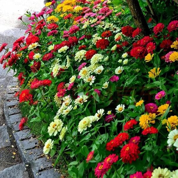 1000+ Crazy Blend Zinnia Seeds for Planting Zinnia Elegans Heirloom Open Pollinated & Untreated Mixed Color Zinnia Flowers - Image 3