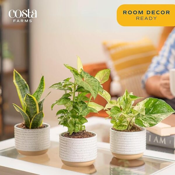 Costa Farms Live Plants (3 Pack), Easy to Grow Real Indoor Houseplants, Air Purifying Plants, Grower's Choice in Home Décor Indoors Plant Pots, New House Gift or Room Décor - Image 4