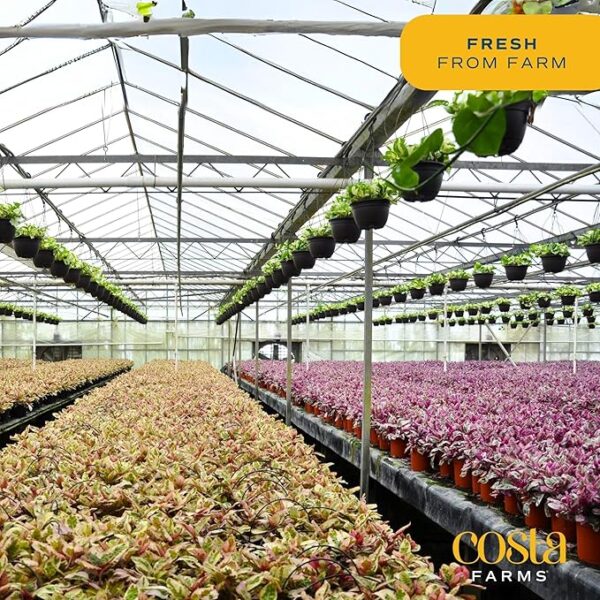 Costa Farms Live Plants (3 Pack), Easy to Grow Real Indoor Houseplants, Air Purifying Plants, Grower's Choice in Home Décor Indoors Plant Pots, New House Gift or Room Décor - Image 5