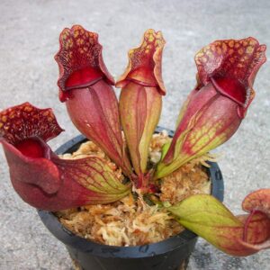 Carnivorous Purple Pitcher Plant (Sarracenia Purpurea Venosa) 3.75 inch Pot