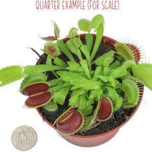 Venus Fly Trap Live Plant adds a striking tropical touch indoors and grows well in bright light and moist soil.