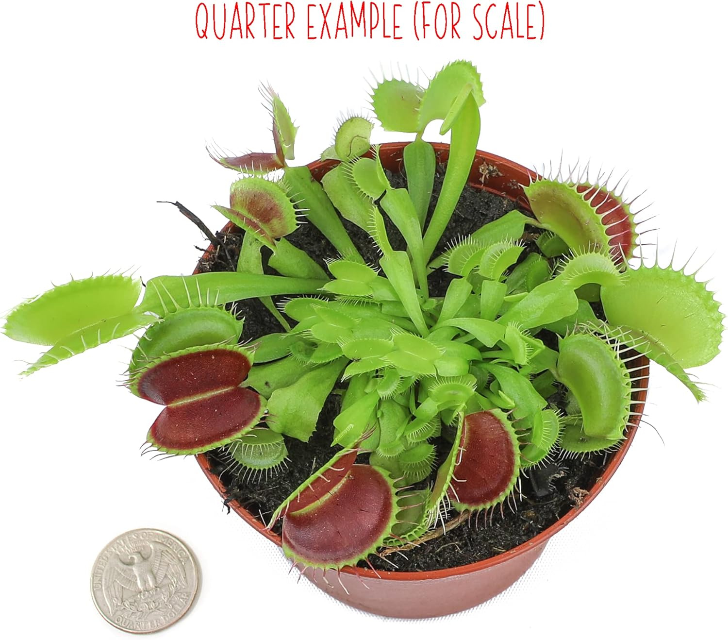 Venus Fly Trap Live Plant adds a striking tropical touch indoors and grows well in bright light and moist soil.
