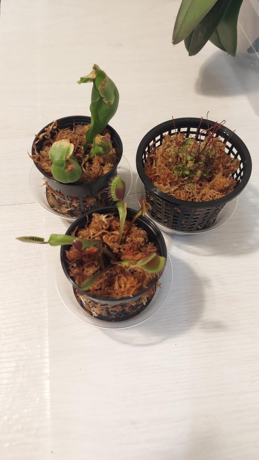 Carnivorous plant set – Venus Fly Trap, Pitcher Plant and Sundew – image 2