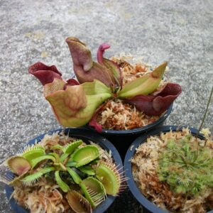 3 Different Carnivorous Plants Venus Fly Trap, Pitcher Plant, and Sundew Set