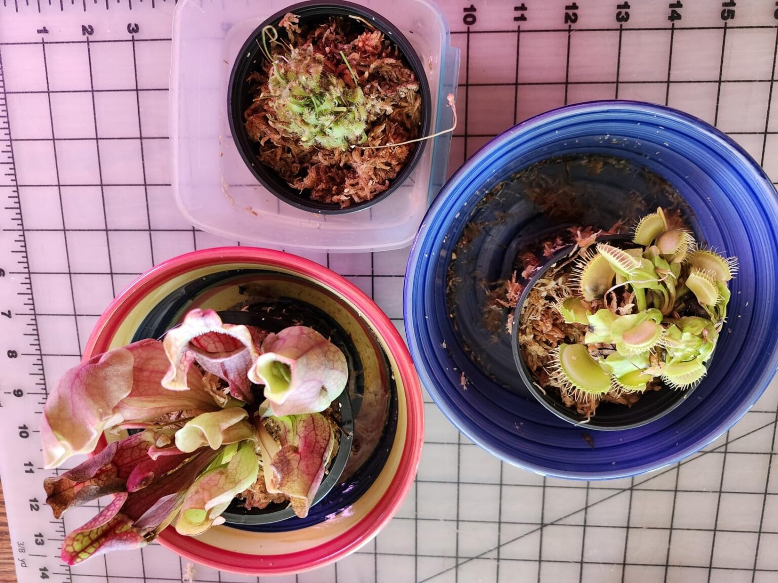 3 Different Carnivorous Plants Venus Fly Trap, Pitcher Plant, and Sundew Set