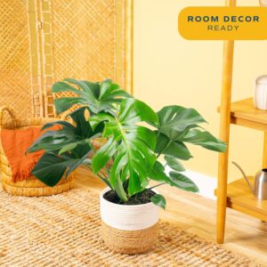 Monstera Deliciosa indoor plant with large split leaves