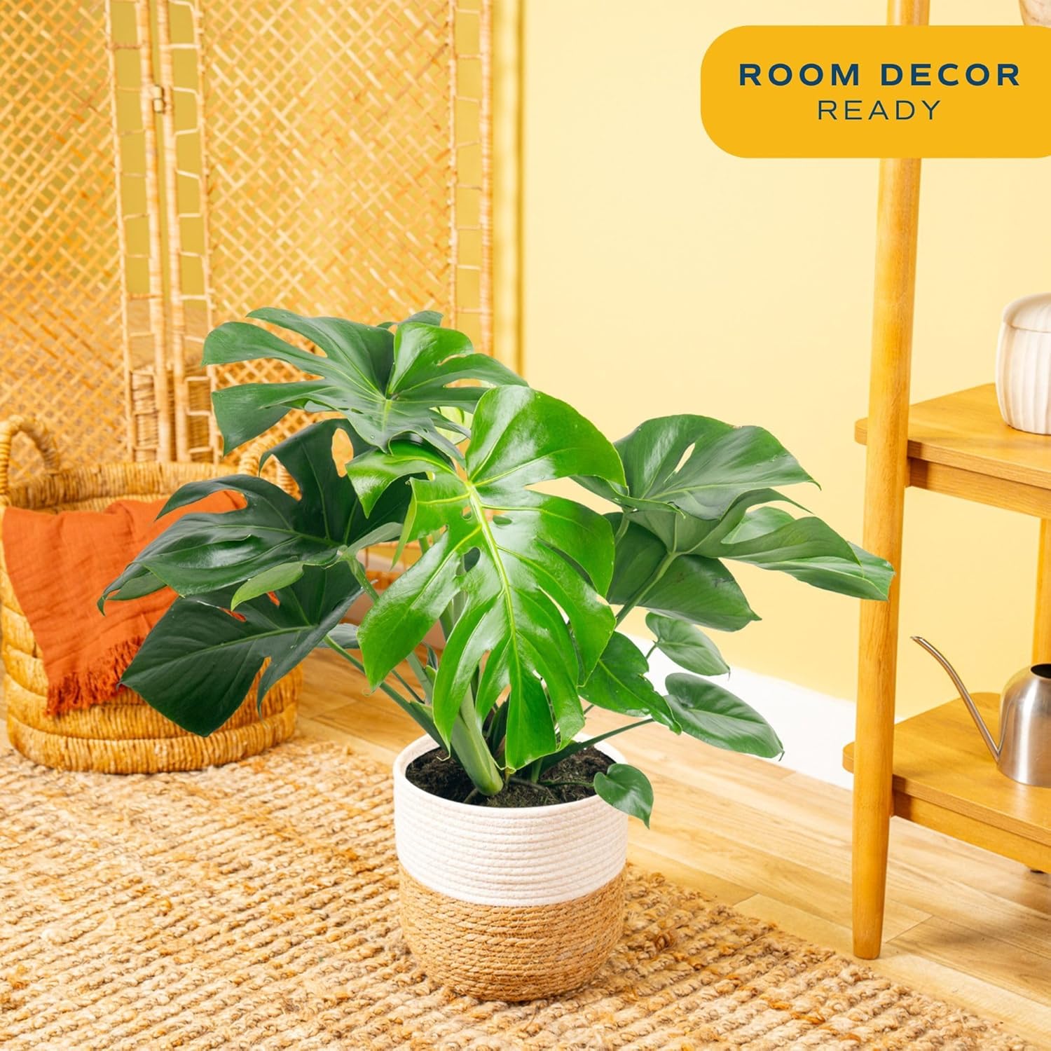 Monstera Deliciosa indoor plant with large split leaves