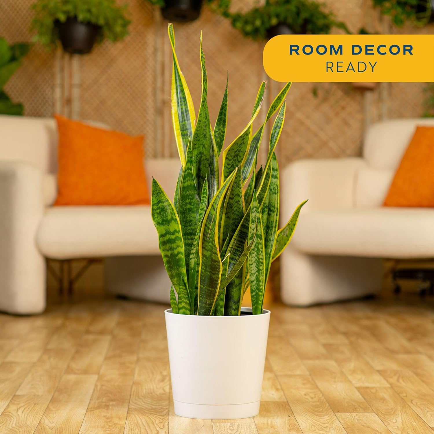 Snake Plant in pot – easy low maintenance indoor plant