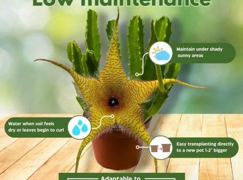 • Stapelia Gigantea Giant Starfish Flower in pot • Close-up of Stapelia Gigantea bloom • Zulu Carrion Plant stem texture • Rare Starfish Flower succulent • Carrion Flower indoors in bright light
