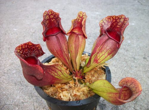 Carnivorous Purple Pitcher Plant (Sarracenia Purpurea Venosa) 3.75 inch Pot