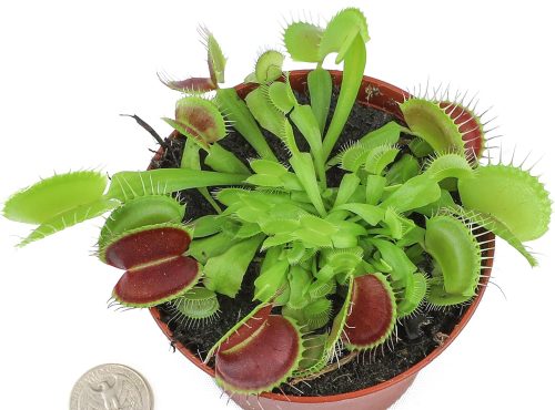 Venus Fly Trap Live Plant adds a striking tropical touch indoors and grows well in bright light and moist soil.