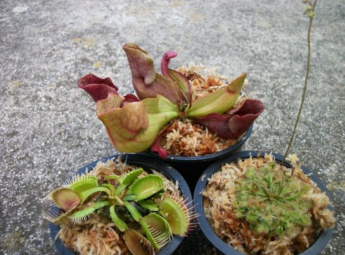3 Different Carnivorous Plants Venus Fly Trap, Pitcher Plant, and Sundew Set