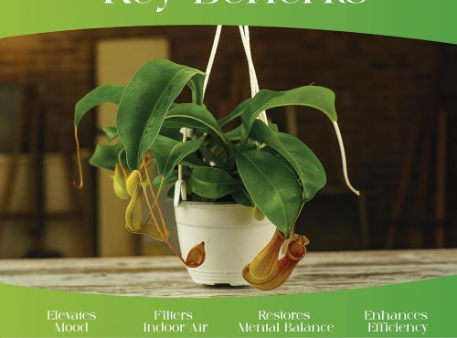 Nepenthes Alata Pitcher Plant-Exotic Carnivorous I