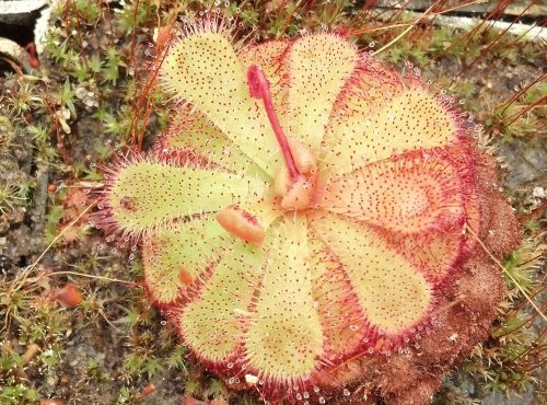 Floating Sundew Plant - Drosera admirabilis - Carnivorous Plant 3" Pot