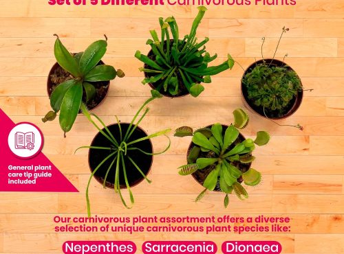 BubbleBlooms Carnivorous Plant Assortment Set, 5 Live Different Plants in 2 inch Pots
