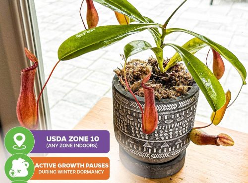 Alata Pitcher Plant - Nepenthes Live Carnivorous Plant by Wellspring Gardens - Easy to Grow Starter Bulbs Great for Nature Lovers & Gardeners - Outdoor & Indoor Aquatic Planting